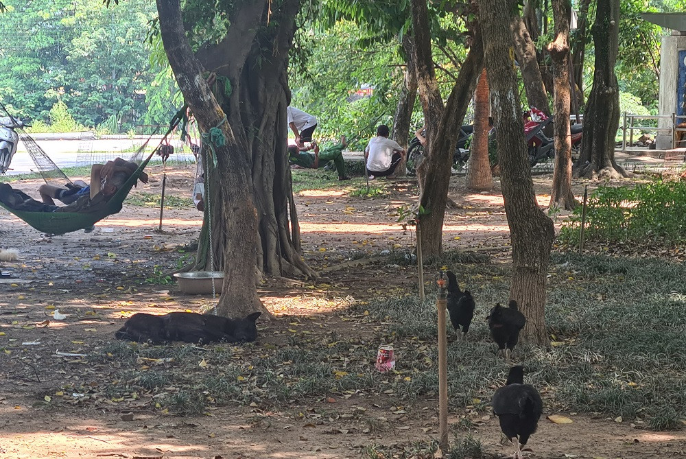 Công viên Tuổi trẻ Thủ đô vẫn nhếch nhác, trở thành nơi chăn thả gia súc, gia cầm.