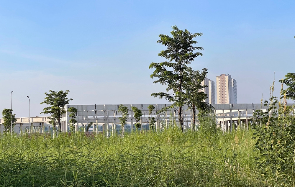 Một góc bên trong dự án, hoa cỏ dại vẫn mọc um tùm.