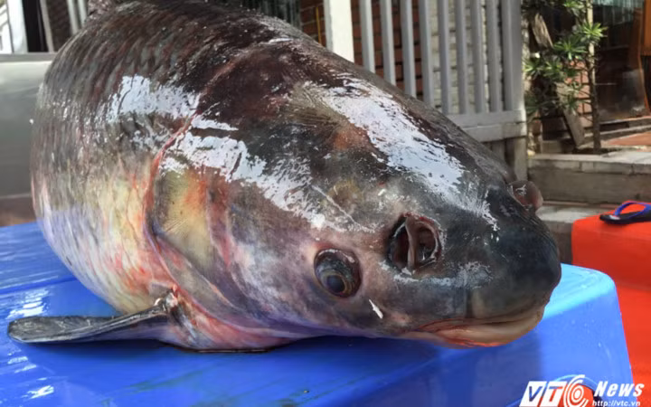 Một chủ nhà hàng ở quận Cầu Giấy, Hà Nội sau khi nghe tin người dân Yên Bái đánh bắt được con cá trắm đen khổng lồ đã trực tiếp lên đó để mua cá. Chú cá trắm đen này nặng 55kg và dài 1,5m. Sau khi hoàn tất việc mua bán, cá được vận chuyển về Hà Nội (Ảnh: VTC News) 