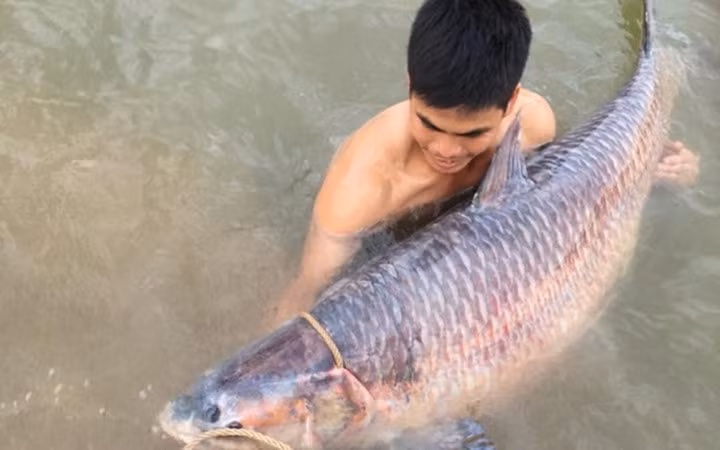 Người dân bắt được 'siêu' cá trắm nặng 61kg ở hồ Núi Cốc, Thái Nguyên (Ảnh: VietnamNet)