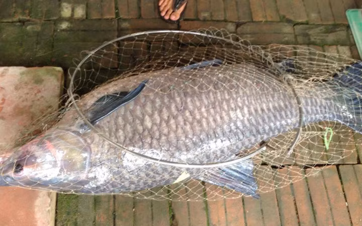 Tại hồ câu ở xã Ninh Sở, huyện Thường Tín, Hà Nội,người dân cũng câu được một con cá trắm đen nặng 34kg, dài hơn 1m (Ảnh: VietnamNet) 