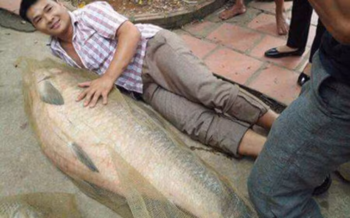 Cá trắm đen nặng 52kg, dài bằng người lớn ở Thái Nguyên (Ảnh: VietnamNet) 