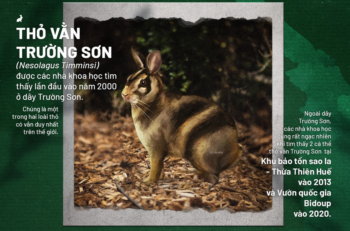 Loài động vật đó chính là Thỏ vằn Trường Sơn (danh pháp khoa học: Nesolagus timminsi). Giới sinh vật học thế giới đánh giá, thỏ vằn Trường Sơn là một trong những loài thú cổ hiếm có nhất và ít được biết đến nhất trên thế giới. Ảnh: WildAid Việt Nam