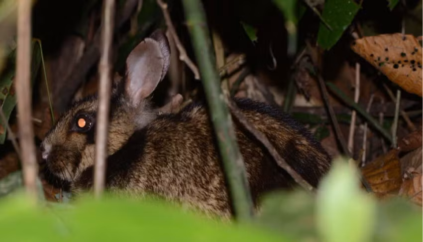 Để có được lượng thông tin hiếm hoi về loài này, người ta đã phải đặt bẫy ảnh ở khắp các khu bảo tồn và vườn quốc gia ở dãy Trường Sơn và hàng nghìn đêm theo dõi. Vì tập tính chuyên hoạt động về đêm và nghỉ ngơi vào ban ngày trong các hang do các loài động vật khác đào nên có rất ít nghiên cứu khoa học và hiểu biết của con người về chúng. Ảnh Wild Aid