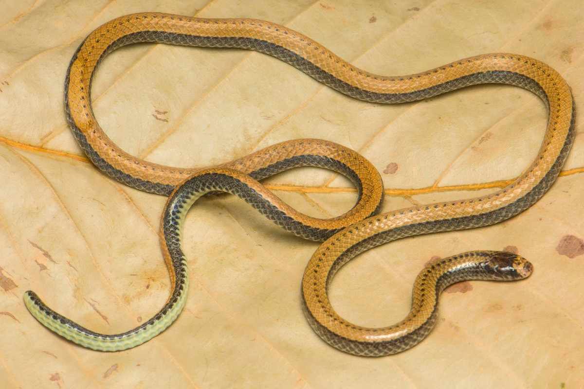 Loài rắn mới được các nhà khoa học đặt cho tên gọi Colubroelaps adleri, tên tiếng Việt là "rắn hổ nước Adler". Tên gọi này nhằm vinh danh những đóng góp của Giáo sư, Tiến sĩ Kraig Adler của Đại học Cornell (Mỹ) cho những cống hiến và đóng góp của ông trong nghiên cứu các loài động vật lưỡng cư, bò sát. Ảnh: Nhóm nghiên cứu/Herpetozoa