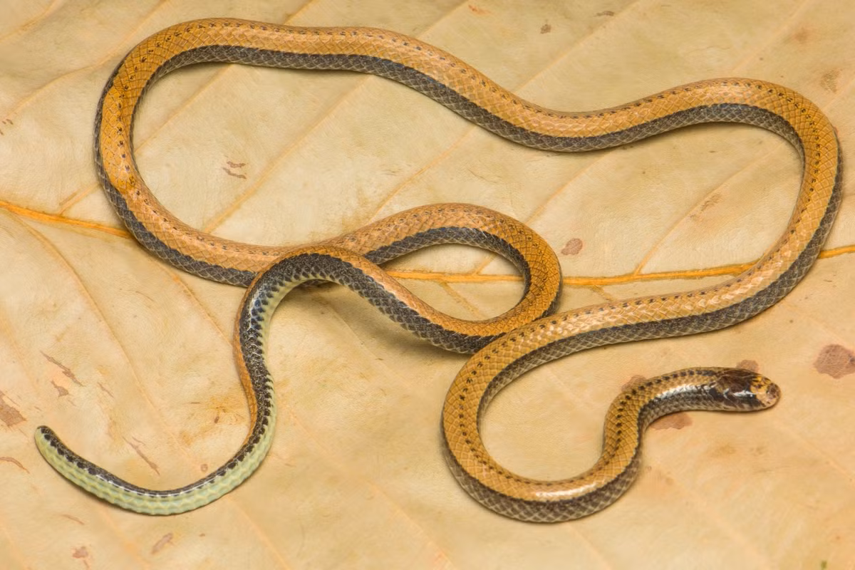 Loài rắn mới được các nhà khoa học đặt cho tên gọi Colubroelaps adleri, tên tiếng Việt là "rắn hổ nước Adler". Tên gọi này nhằm vinh danh những đóng góp của Giáo sư, Tiến sĩ Kraig Adler của Đại học Cornell (Mỹ) cho những cống hiến và đóng góp của ông trong nghiên cứu các loài động vật lưỡng cư, bò sát. Ảnh: Nhóm nghiên cứu/Herpetozoa