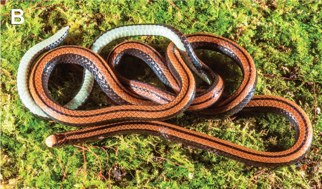 Rắn hổ nước Adler là loài thuộc chi Colubroelaps, họ rắn nước. Trước đây, Colubroelaps là chi đơn loài, với một đại diện duy nhất là Colubroelaps nguyenvansangi (tên tiếng Việt là rắn hổ nước Nguyễn Văn Sáng). Loài rắn hổ nước Adler mới được phát hiện có những đặc điểm khác biệt so với loài rắn hổ nước Nguyễn Văn Sáng, trên hình.