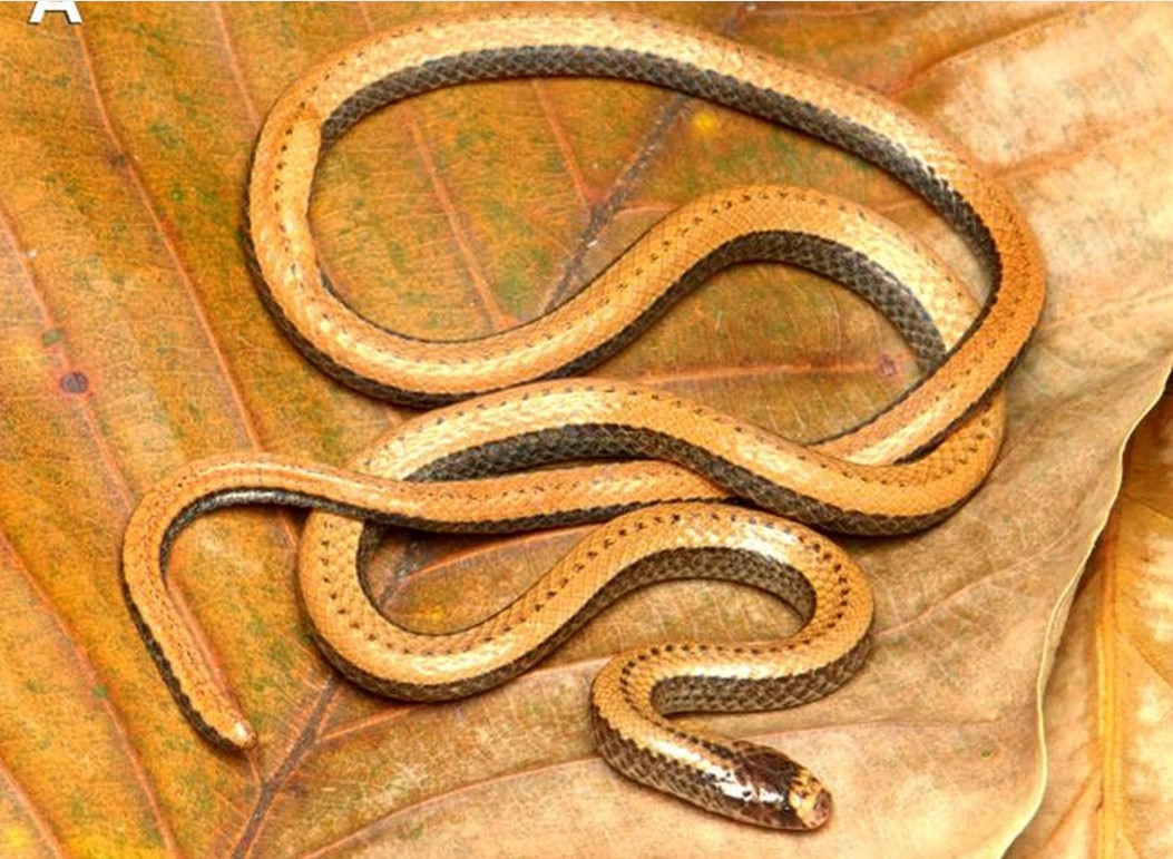 Do rắn hổ nước Adler rất hiếm gặp, mới chỉ thu nhận được một mẫu vật duy nhất để nghiên cứu và đang bị đe dọa bởi sự phát triển của ngành du lịch tại đảo Hòn Tre, nên các nhà khoa học đề xuất xếp loài rắn này vào hạng "Nguy cấp" theo các tiêu chí của Liên minh Bảo tồn Thiên nhiên Quốc tế (IUCN).