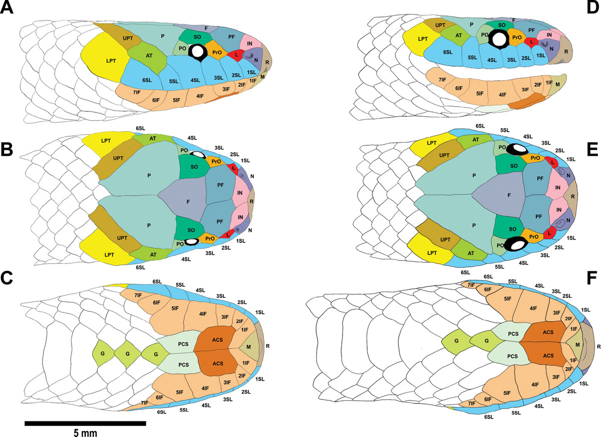 Để có thể phân biệt được đây là một loài rắn mới, nhóm nghiên cứu đã tiến hành nhiều so sánh khác nhau để chỉ ra sự khác biệt của cá thể rắn thu thập được đối chiếu với loài rắn được đặt tên để vinh danh Tiến sĩ Nguyễn Văn Sáng.