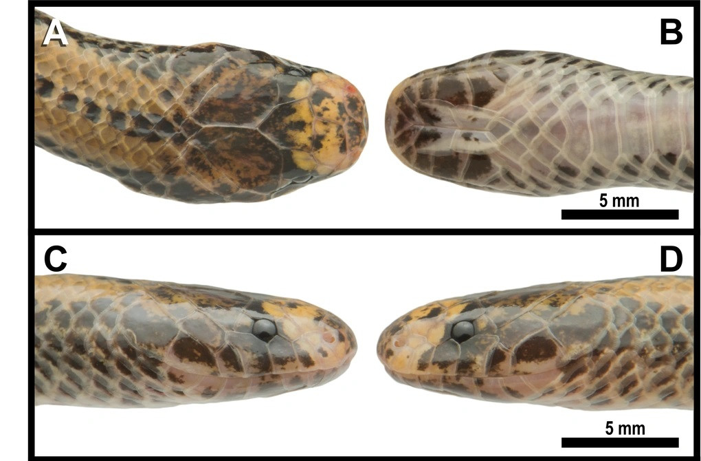 Rắn hổ nước Adler có mặt lưng màu nâu nhạt, với sọc đen hẹp và đứt đoạn dọc theo sống lưng, hai bên sườn màu xám đậm, mặt bụng màu trắng đục đồng nhất, đầu màu đen với vảy mõm, vảy mũi, vảy trước trán, vảy trước mắt, vảy má có màu nâu nhạt và các đốm nâu đậm.