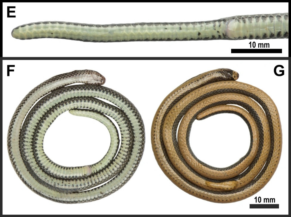 Cụ thể là rắn hổ nước Adler có kích thước nhỏ hơn, đuôi ngắn, số lượng vảy lưng, bụng, vảy đuôi trên cơ thể có sự khác biệt… Rắn hổ nước Adler thuộc họ rắn nước và không sở hữu nọc độc. Các nhà khoa học nhận định rắn hổ nước Adler là loài đặc hữu, chỉ sống trên đảo Hòn Tre của tỉnh Khánh Hòa, ở độ cao 30m so với mực nước biển.