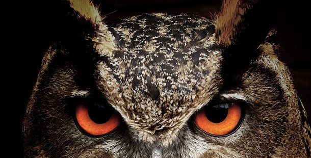 Bên cạnh mèo đen, loài cú là hình ảnh phổ biến trong Halloween. Vào thời Trung Cổ ở châu Âu, cú được loài vật thân thiết với ma quỷ, phù thủy. Mỗi khi cú kêu thì đó là điềm báo ai đó sắp chết. Tiết lộ gây sốc về Halloween này không phải ai cũng biết.