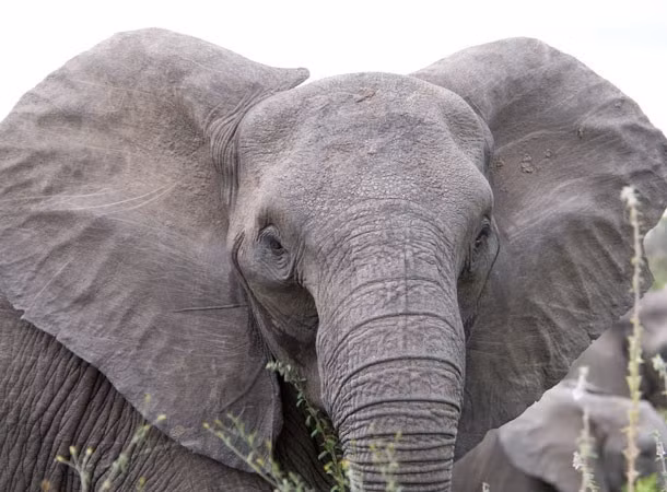 Voi là biểu tượng may mắn ở Ấn Độ. Loài voi đại diện cho sự thông minh, trí tuệ và tuổi thọ nên người dân tôn sùng loài vật này.