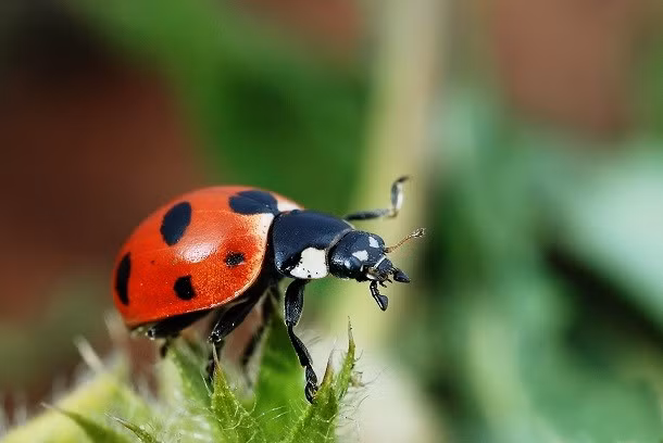 Bọ rùa được cho là sẽ mang lại may mắn và sự thịnh vượng cho con người đặc biệt là khi chúng đậu trên tay bạn. Do vậy, đây là một loại bùa may mắn đặc biệt. Đối với một phụ nữ mới kết hôn, số đốm trên lưng con bọ rùa có ý nghĩa đại diện cho số con người này sẽ sinh cho chồng.