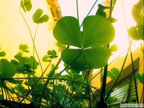 Cỏ 4 lá là một trong những bùa cầu may nổi tiếng thế giới. Loại bùa này rất khó tìm vì tỷ lệ tìm được cỏ 4 lá là 1/10.000. Loại cỏ 4 lá này tượng trưng cho hy vọng, niềm tin, tình yêu và may mắn cho người tìm được.