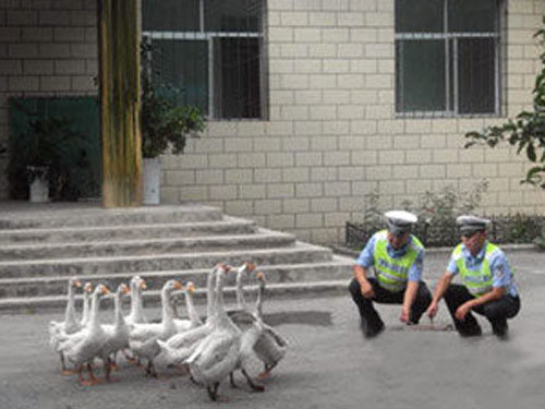 Ở một số nơi như Tân Cương,Trung Quốc, ngỗng được cảnh sát sử dụng để hỗ trợ trong công tác bảo vệ an ninh trật tự thay vì chó như nhiều nơi. Theo giới chức trách Trung Quốc, ngỗng rất dũng cảm và có tầm nhìn vô cùng tốt nên được sử dụng thay thế chó khi tuần tra.