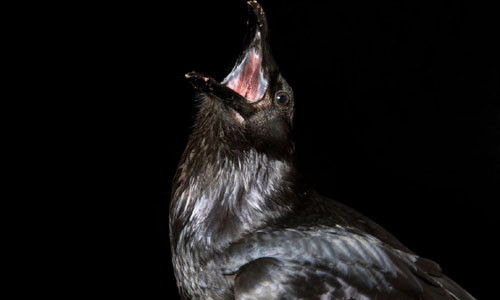 Giai ma bi an “dam ma qua” duoi con mat khoa hoc