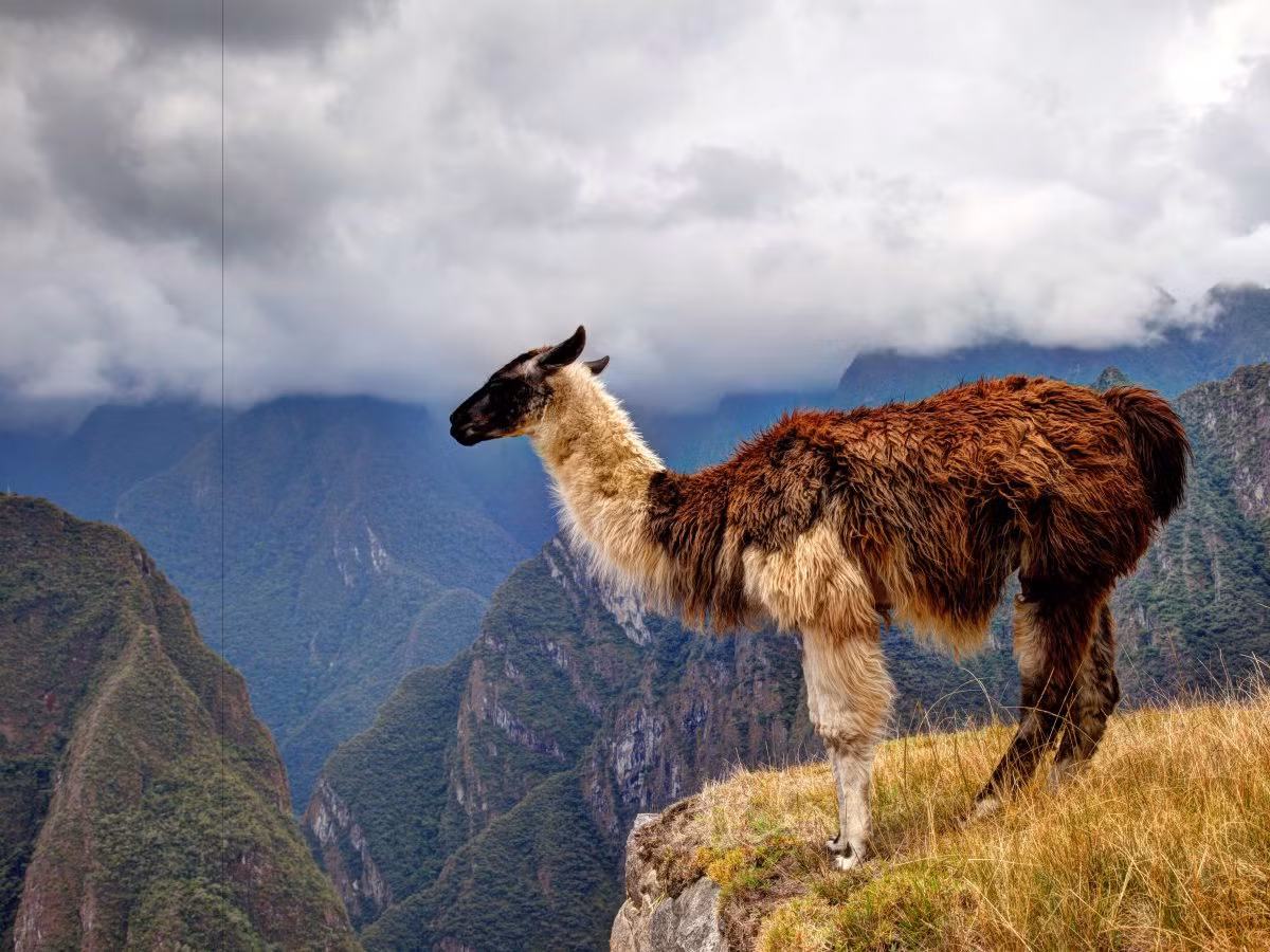 Trên đường đi, du khách cũng bắt gặp khá nhiều lạc đà Nam Mỹ.