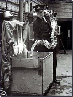 Khi Chiến tranh thế giới 2 nổ ra, Vườn thú London đã giết tất cả các động vật có nọc động trong vườn thú để tránh chúng xổng ra khỏi chuồng cắn người trong trường hợp nơi đây bị đánh bom.