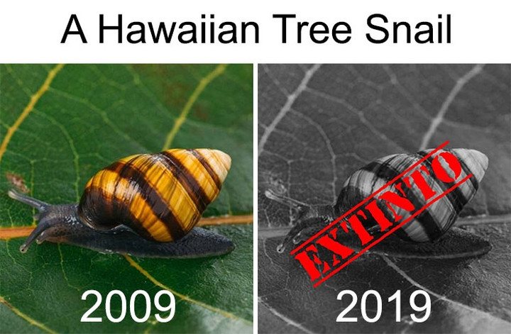 Nếu con người vẫn không nhận thức được tầm quan trọng của việc bảo vệ các loài động vật, một ngày nào đó, con cháu chúng ta sẽ không còn được nhìn thấy chúng hiện diện trên hành tinh này, ốc sên cây Hawaii là một ví dụ.