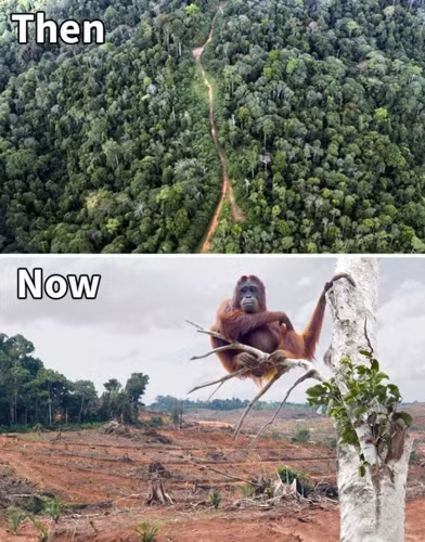 Những bức ảnh xưa và nay phản ảnh chân thực mức độ thiên nhiên bị tàn phá khủng khiếp qua thời gian.