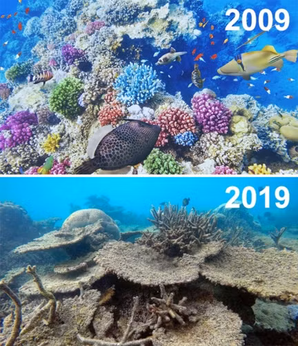 Những rặng san hô tuyệt đẹp đầy màu sắc từng là ngôi nhà của nhiều sinh vật dưới đại dương, nhưng sự nóng lên toàn cầu và tình trạng ô nhiễm môi trường đang khiến chúng chết dần.