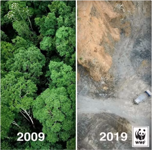 Những khu rừng xanh tươi năm 2009 nay chỉ còn trơ lại những khoảng đất trống đồi trọc tan hoang. Mỗi năm 7,3 triệu héc ta rừng trên thế giới bị chặt phá, bất chấp việc cây xanh là một thành tố quan trọng trong hệ sinh thái của chúng ta.