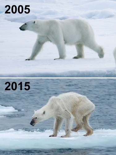 Khi những chú gấu Bắc cực cũng là nạn nhân đáng thương của tình trạng biến đổi khí hậu trên toàn cầu.