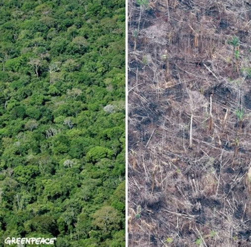 Có những thứ thiên nhiên phải mất tới hàng trăm nghìn năm để tạo nên nhưng con người chỉ mất chưa tới 10 năm để phá hủy toàn bộ chúng.