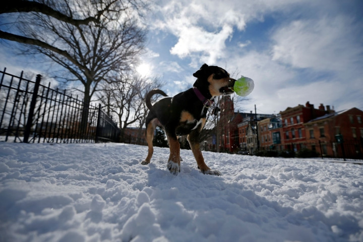 Chú chó đang chơi với quả bóng tennis ngoài trời tuyết trong công viên Washington Park ở Cincinati.