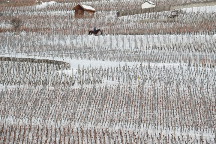 Người cưỡi ngựa đi thong dong trong vườn nho phủ đầy tuyết trắng gần Jenins, Thụy Sỹ ngày 20/1/2019.