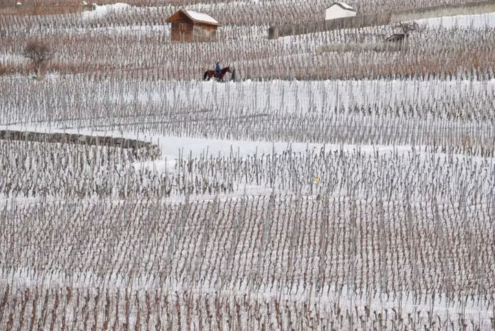Người cưỡi ngựa đi thong dong trong vườn nho phủ đầy tuyết trắng gần Jenins, Thụy Sỹ ngày 20/1/2019.