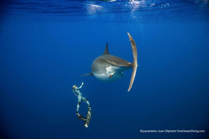 Đây là trường hợp hiếm hoi con người có thể bắt gặp cá mập trắng ở ngoài khơi Hawaii, nơi có nước biển ấm.