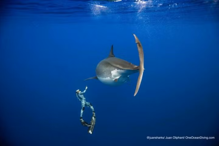 Đây là trường hợp hiếm hoi con người có thể bắt gặp cá mập trắng ở ngoài khơi Hawaii, nơi có nước biển ấm.