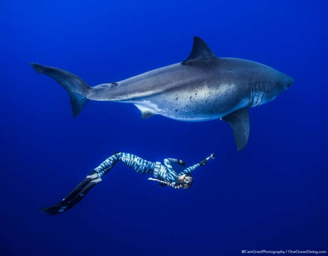 Con cá mập này dài hơn 6m, nặng khoảng 2.268kg.