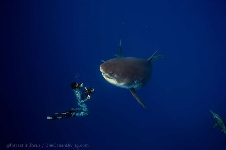 Cuộc gặp hy hữu này đã được Juan Oliphant, hôn thê của Ramsey, ghi lại và đăng tải trên mạng xã hội.