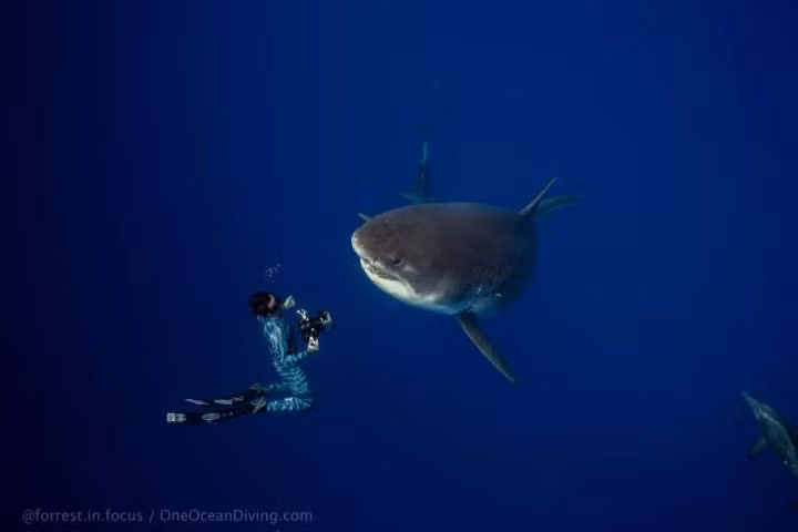 Cuộc gặp hy hữu này đã được Juan Oliphant, hôn thê của Ramsey, ghi lại và đăng tải trên mạng xã hội.