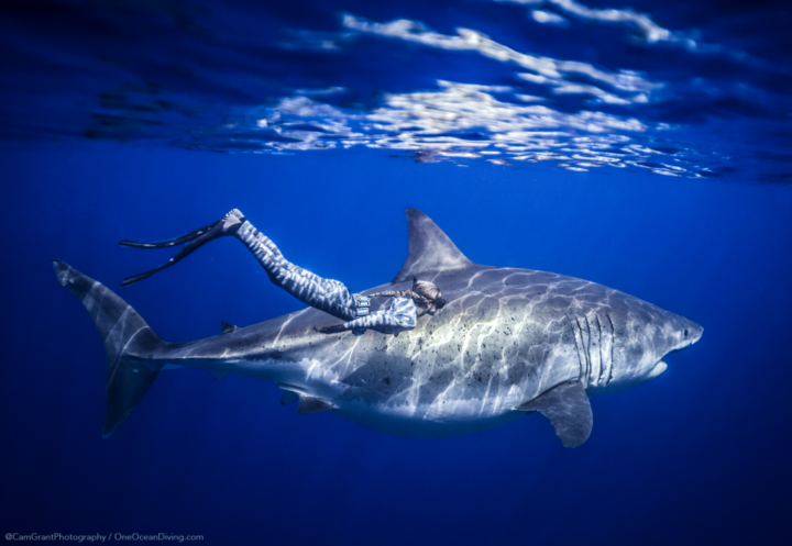 Ramsey hy vọng sẽ vận động chính quyền Hawaii thành công trong năm nay nhờ vào những hình ảnh của Deep Blue.