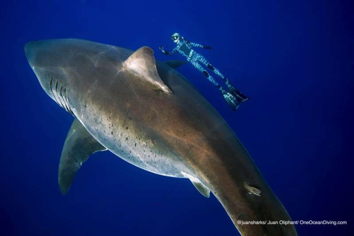 Khi bị chỉ trích vì bơi quá gần con cá mập, cô cho biết: “Đôi khi cá mập muốn được chạm vào người nó và cá mập trắng thường không phải là loài quái vật mà con người hay tô vẽ”.