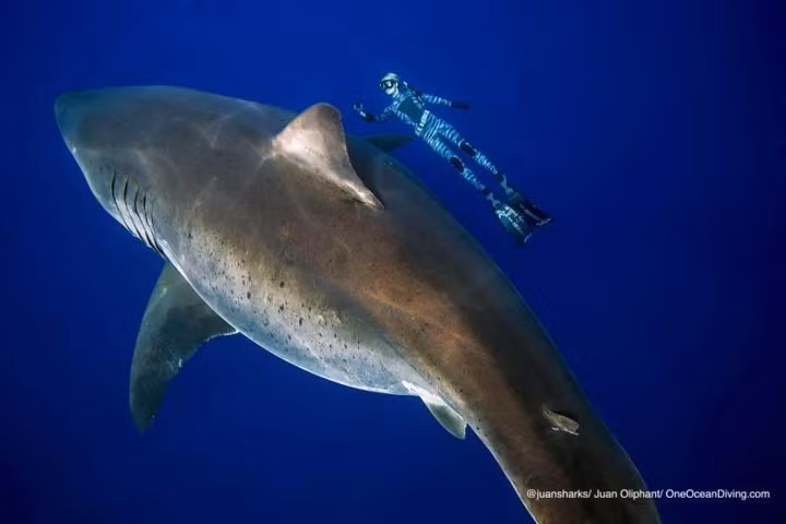 Khi bị chỉ trích vì bơi quá gần con cá mập, cô cho biết: “Đôi khi cá mập muốn được chạm vào người nó và cá mập trắng thường không phải là loài quái vật mà con người hay tô vẽ”.