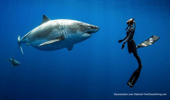 “Chúng tôi nhìn thấy một vài con cá mập, sau đó là con cá khổng lồ này. Sau khi bơi cùng nhau một đoạn, chúng lại tách nhau ra và cô cá mập này bơi về phía chúng tôi”, cô nói.