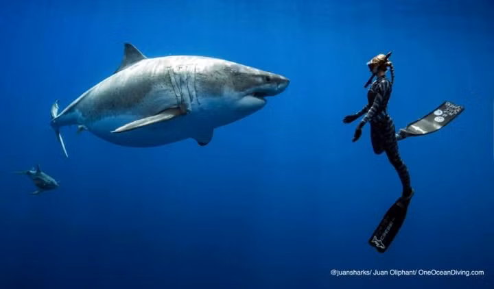 “Chúng tôi nhìn thấy một vài con cá mập, sau đó là con cá khổng lồ này. Sau khi bơi cùng nhau một đoạn, chúng lại tách nhau ra và cô cá mập này bơi về phía chúng tôi”, cô nói.