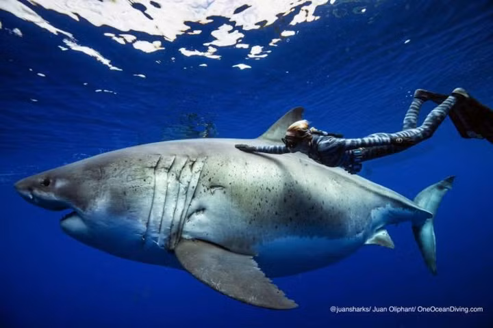 Ramsy cho biết, cô được hộ tống bởi hai chú cá heo bơi ngay bên cạnh.