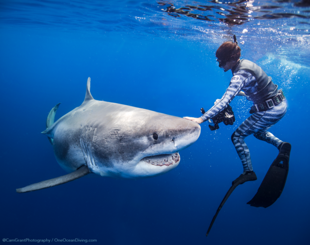 Thông thường, chúng ta thường nghe nói đến các con cá mập khổng lồ hung dữ ăn thịt người, nhưng Ramsey cho biết, nàng cá mập này khá hiền lành.