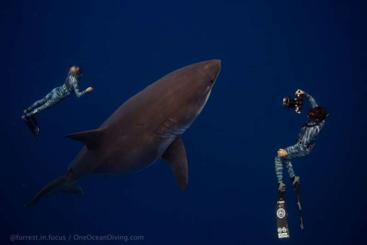 Ramsey và chồng Oliphant đang vận hành một cơ sở lặn và nghiên cứu biển Hawaii.