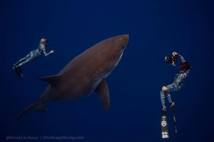 Ramsey và chồng Oliphant đang vận hành một cơ sở lặn và nghiên cứu biển Hawaii.