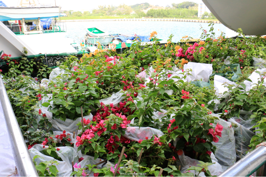 Cây hoa cho các đảo.