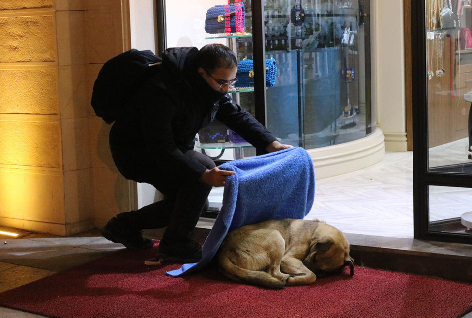 Huseyin Yurtseven, nha sĩ sống ở Istanbul, đắp chăn cho một con chó đi lạc ở Istanbul, Thổ Nhĩ Kỳ, vào ngày 21/1. Yurtseven cùng với bạn bè vẫn thường đi quanh các khu phố lân cận và đắp chăn cho những con vật đi lạc để giữ ấm cho chúng trong những đêm đông lạnh giá trên đường phố Istanbul. Ảnh: Anadolu Agency.