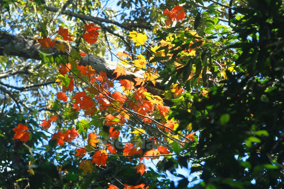 Du khách như đang lạc sang trời Âu.