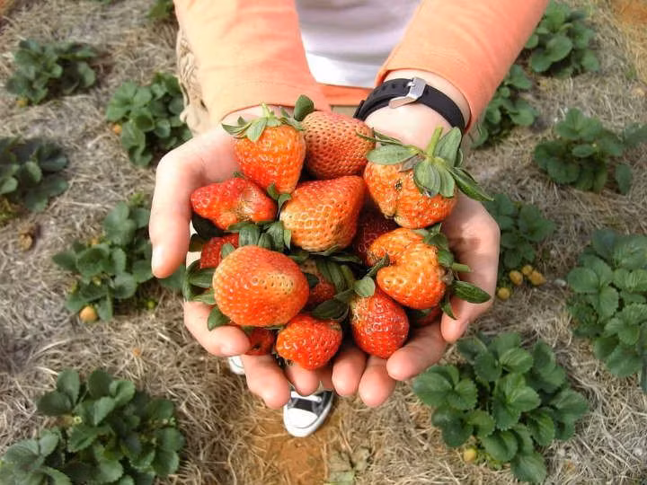 Dù không đẹp như rừng lá phong bên trời Tây, song, tìm lá phong giữa Đà Lạt cũng là một hành trình thú vị. Hãy nhanh chóng lên lịch trình tới Đà Lạt vì chỉ còn vài tuần nữa thôi, cây bắt đầu thay lá để chuẩn bị cho mùa mới.